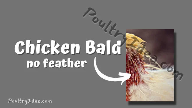 bald chicken may have low weight