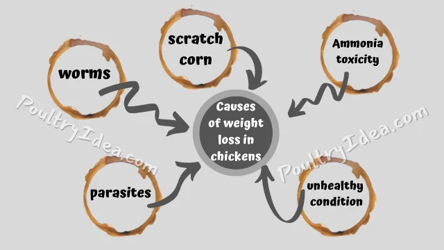 some causes (reasons) of weight loss in chickens