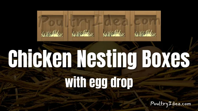 chicken nesting boxes with egg drop