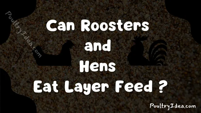 can roosters and hens eat layer feed? select best one
