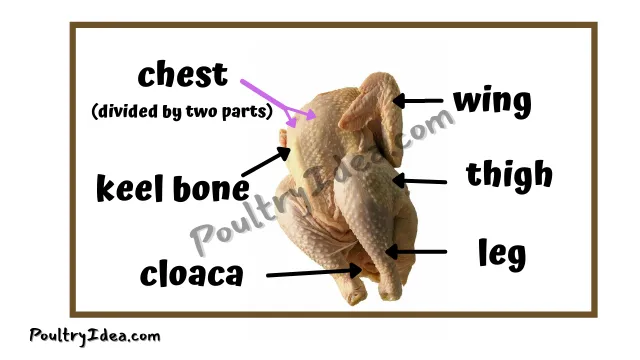 chicken chest is divided into two parts
