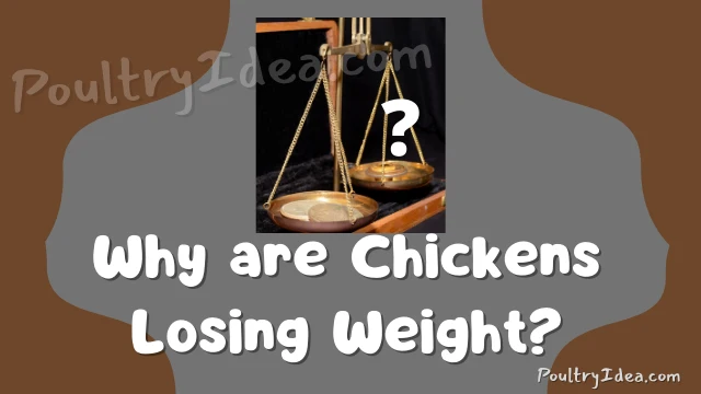 why are my chickens or poultry birds losing weight