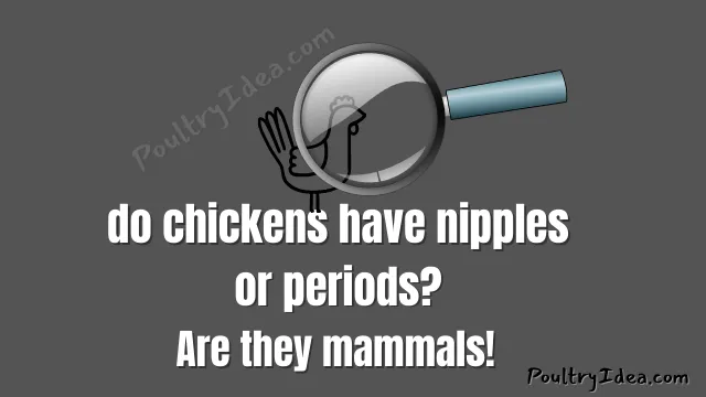 do chickens have nipples or periods? are they mammals?