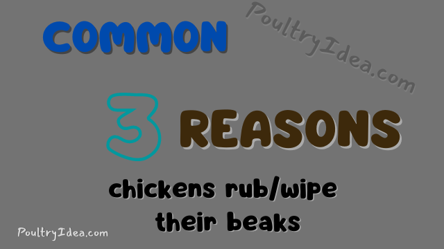 reasons for wiping or rubbing the beak