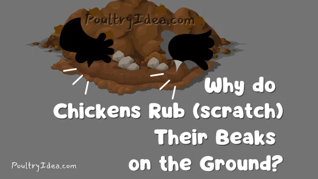 why do chickens rub (scratch) their beaks on the ground