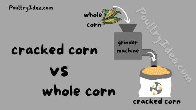 cracked corn vs whole corn