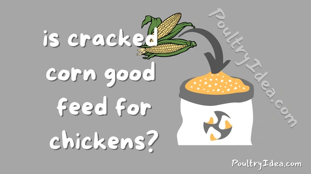 is cracked corn good feed for chickens